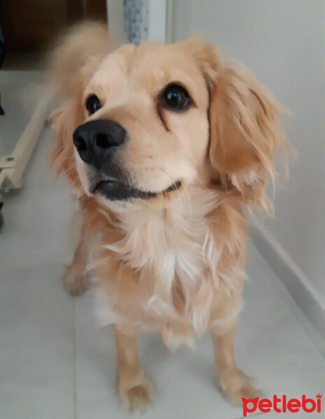 Golden Retriever, Köpek  PANİ BEY fotoğrafı