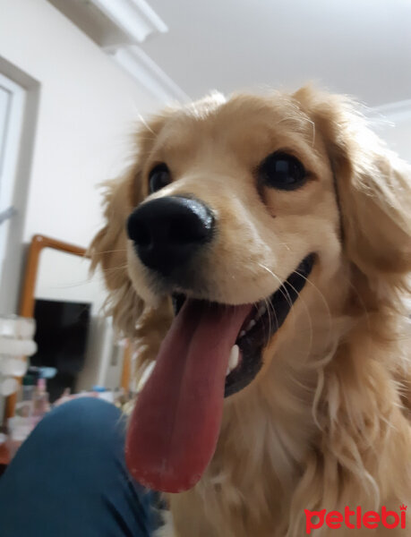 Golden Retriever, Köpek  PANİ BEY fotoğrafı