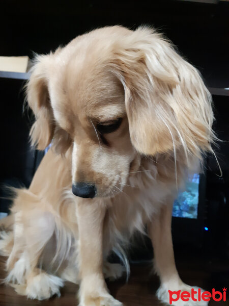 Golden Retriever, Köpek  PANİ BEY fotoğrafı