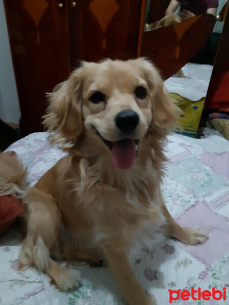 Golden Retriever, Köpek  PANİ BEY fotoğrafı