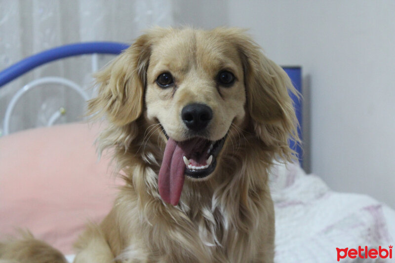 Golden Retriever, Köpek  PANİ BEY fotoğrafı