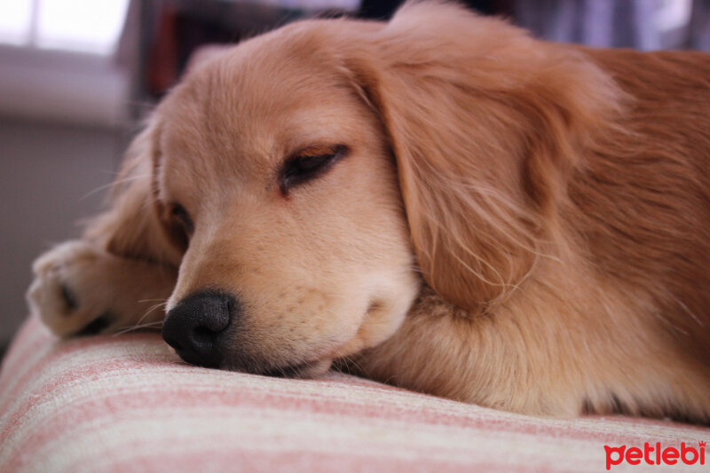 Golden Retriever, Köpek  PANİ BEY fotoğrafı