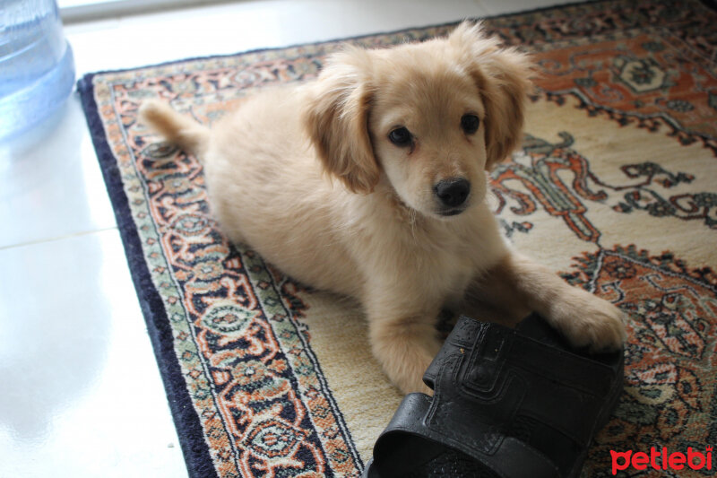 Golden Retriever, Köpek  PANİ BEY fotoğrafı