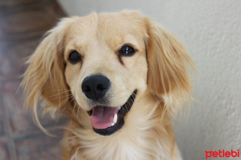 Golden Retriever, Köpek  PANİ BEY fotoğrafı