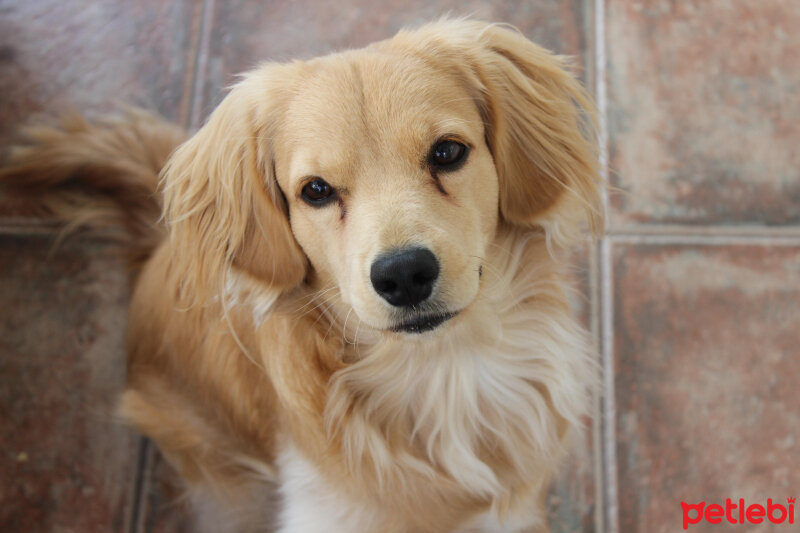 Golden Retriever, Köpek  PANİ BEY fotoğrafı