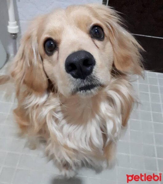 Golden Retriever, Köpek  PANİ BEY fotoğrafı