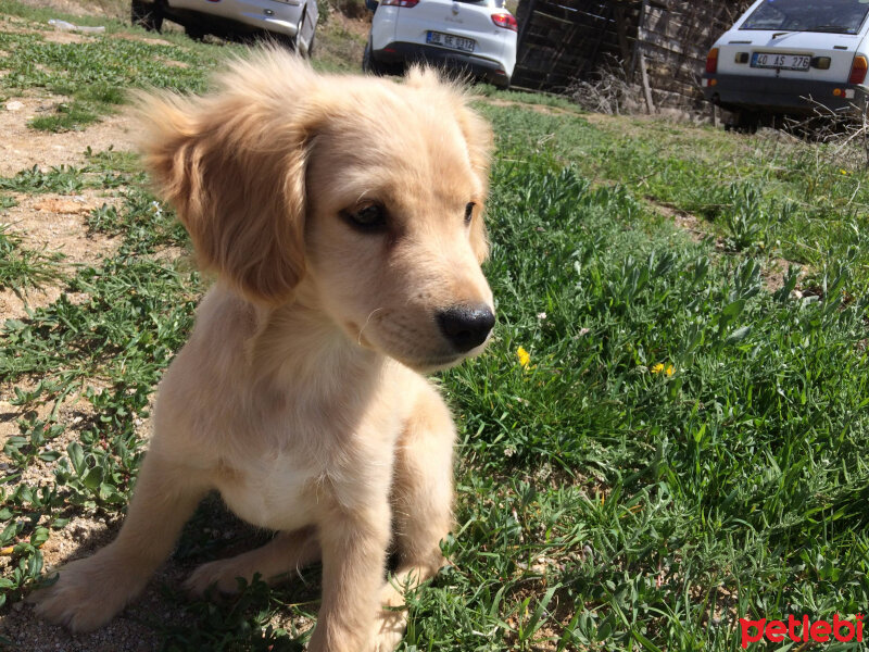 Golden Retriever, Köpek  PANİ BEY fotoğrafı