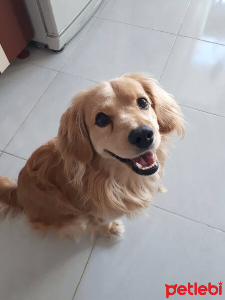 Golden Retriever, Köpek  PANİ BEY fotoğrafı