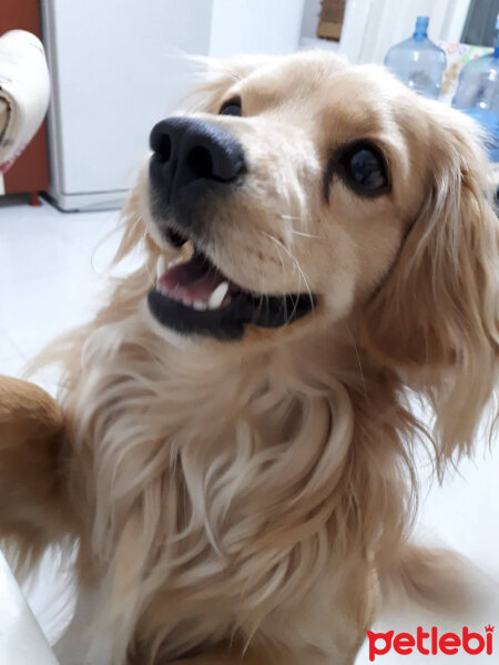 Golden Retriever, Köpek  PANİ BEY fotoğrafı