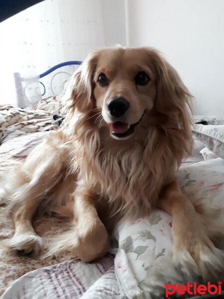 Golden Retriever, Köpek  PANİ BEY fotoğrafı