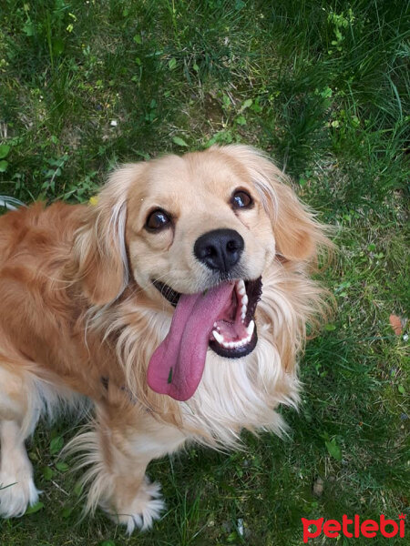 Golden Retriever, Köpek  PANİ BEY fotoğrafı