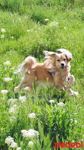 Golden Retriever, Köpek  PANİ BEY fotoğrafı