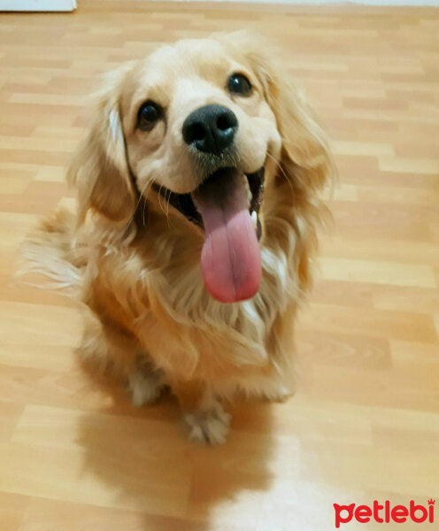 Golden Retriever, Köpek  PANİ BEY fotoğrafı