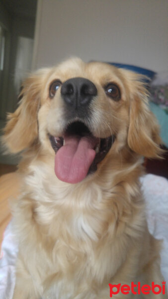 Golden Retriever, Köpek  PANİ BEY fotoğrafı