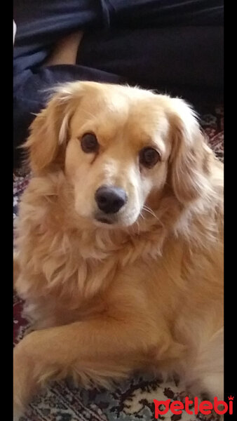 Golden Retriever, Köpek  PANİ BEY fotoğrafı