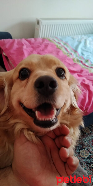 Golden Retriever, Köpek  PANİ BEY fotoğrafı