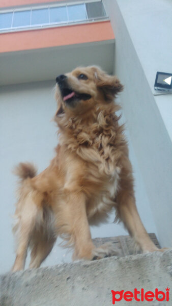 Golden Retriever, Köpek  PANİ BEY fotoğrafı