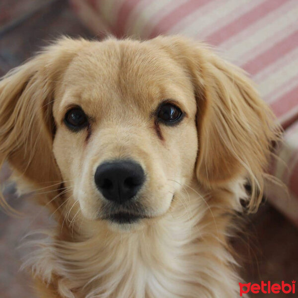 Golden Retriever, Köpek  PANİ BEY fotoğrafı