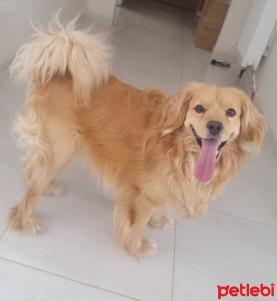 Golden Retriever, Köpek  PANİ BEY fotoğrafı