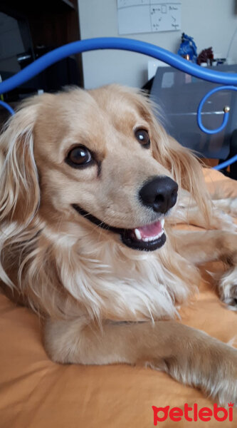 Golden Retriever, Köpek  PANİ BEY fotoğrafı