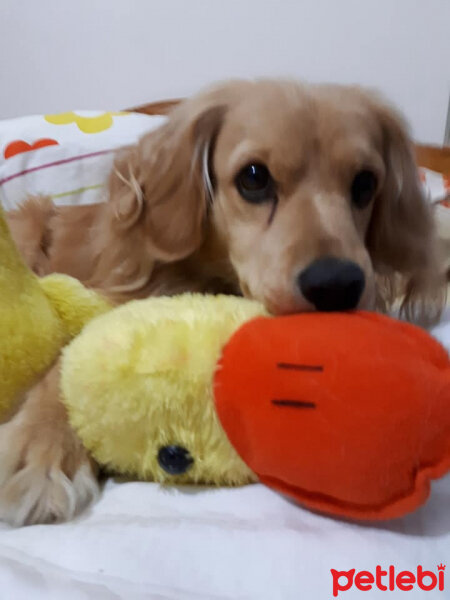 Golden Retriever, Köpek  PANİ BEY fotoğrafı