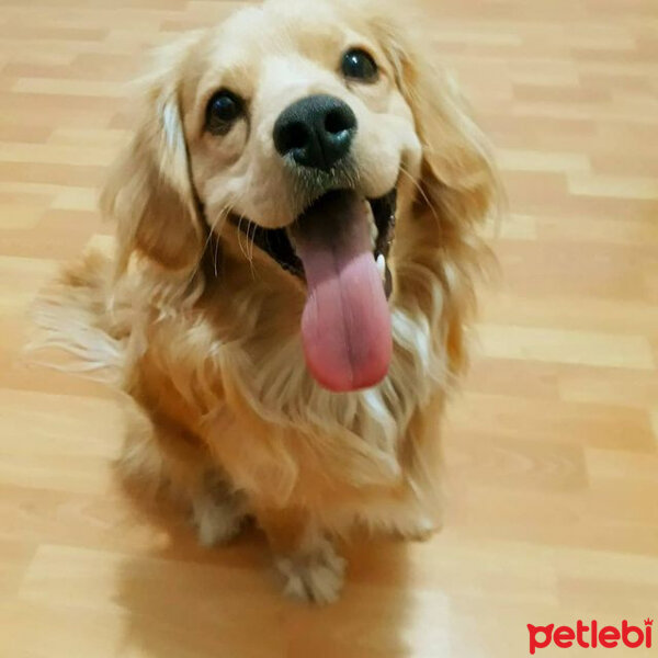 Golden Retriever, Köpek  PANİ BEY fotoğrafı