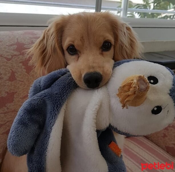 Golden Retriever, Köpek  PANİ BEY fotoğrafı