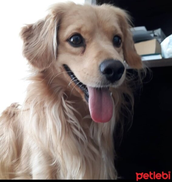 Golden Retriever, Köpek  PANİ BEY fotoğrafı