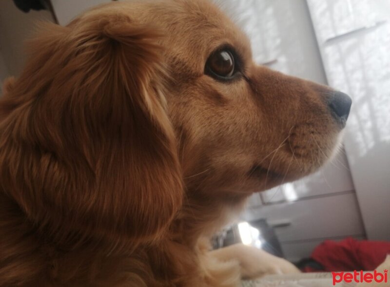 Golden Retriever, Köpek  PANİ BEY fotoğrafı