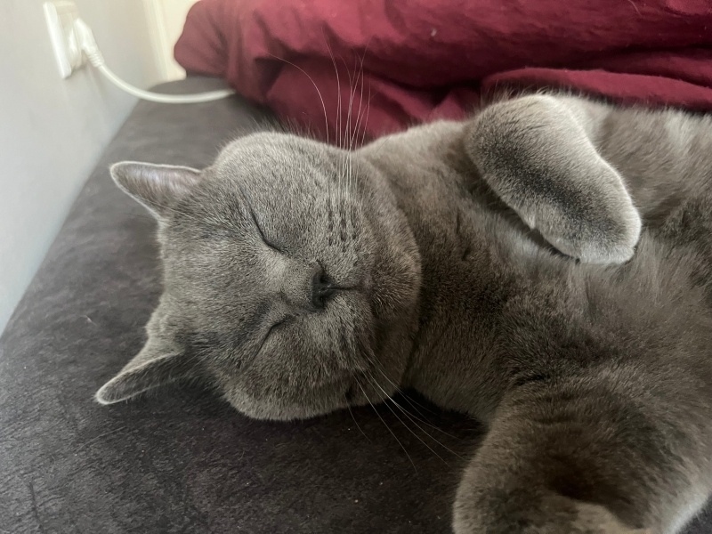 British Shorthair, Kedi  Duman fotoğrafı