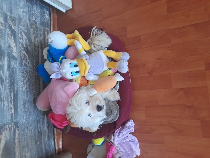 Maltese, Köpek  Luna fotoğrafı