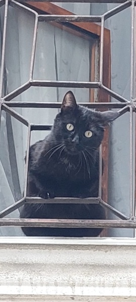 Sarman, Kedi  Zeytin fotoğrafı