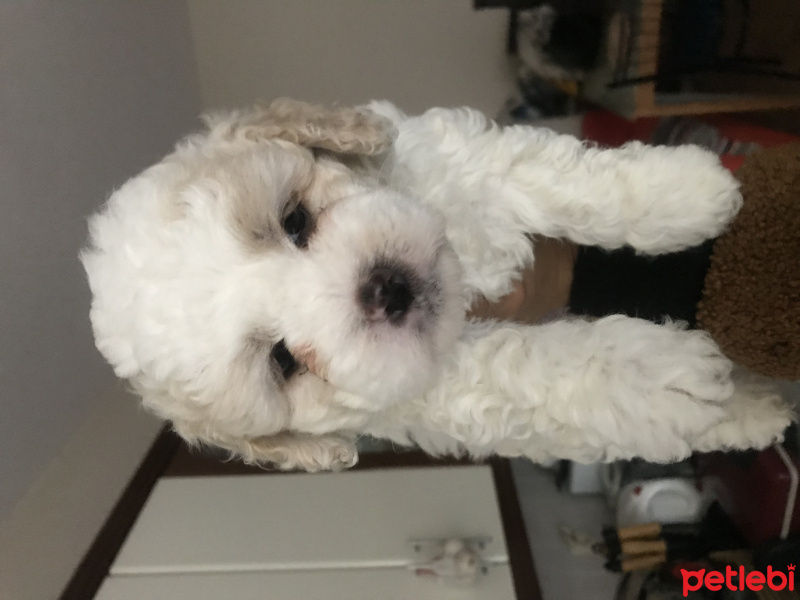Maltese, Köpek  şirin  fotoğrafı