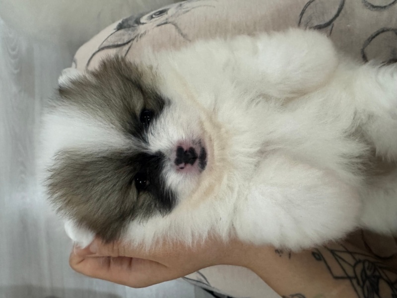 Pomeranyalı, Köpek  İsim yok fotoğrafı