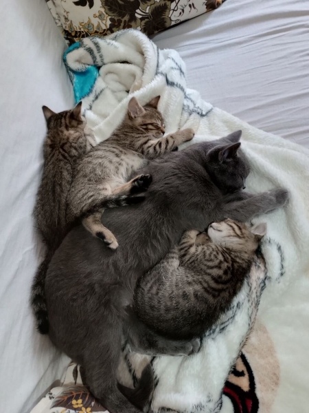 British Shorthair, Kedi  Mochi fotoğrafı