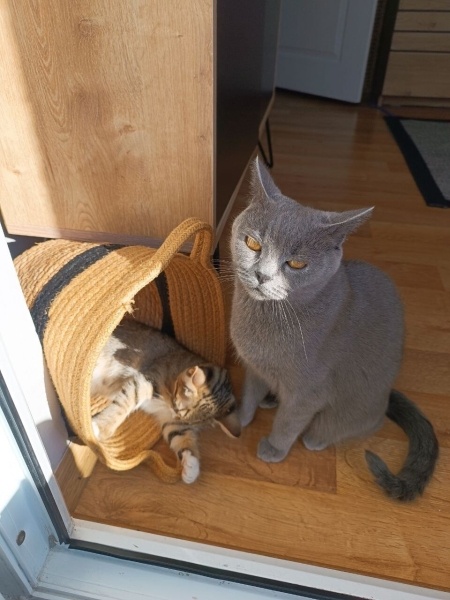 British Shorthair, Kedi  Mochi fotoğrafı