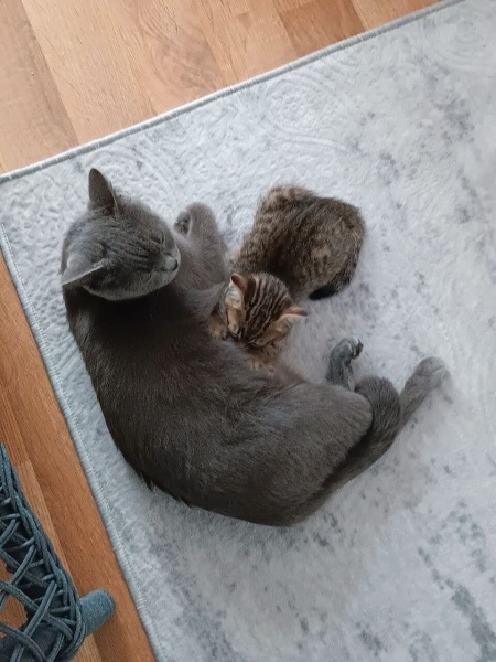 British Shorthair, Kedi  Mochi fotoğrafı