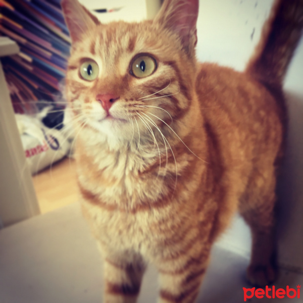 Tekir Kedi, Kedi  Nazlı fotoğrafı