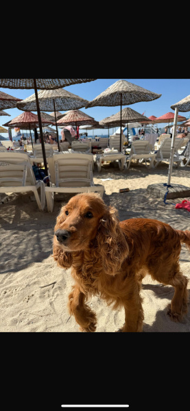 İngiliz Cocker Spaniel, Köpek  Tarçın fotoğrafı