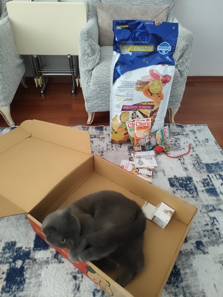 British Shorthair, Kedi  Duman fotoğrafı