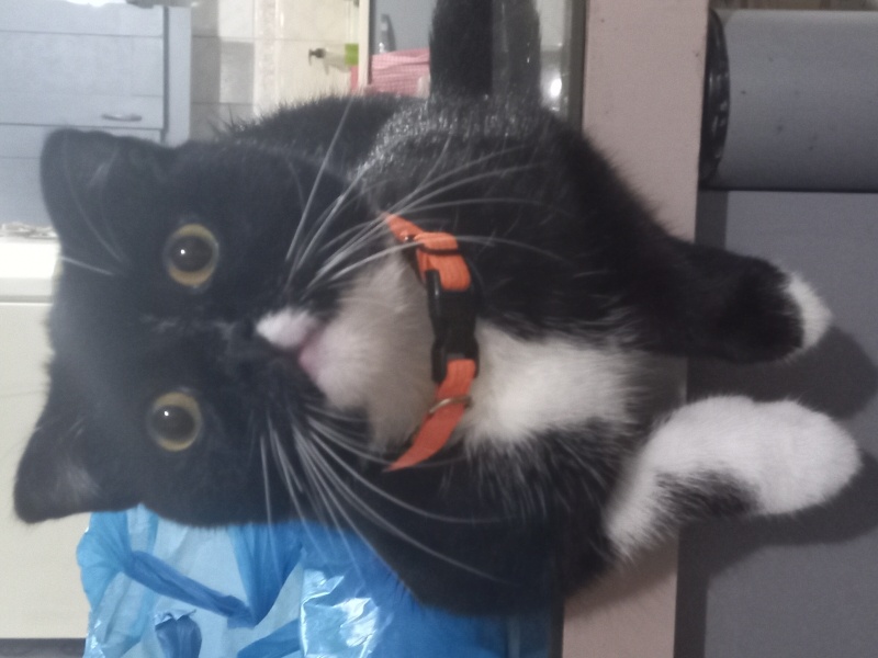 Scottish Fold, Kedi  Bıdık fotoğrafı