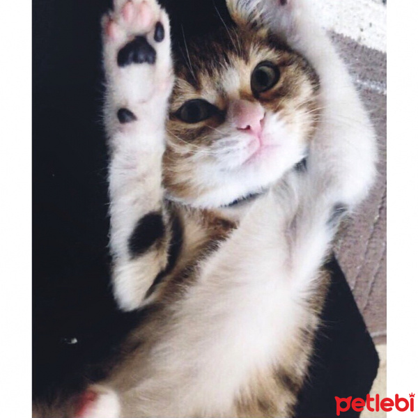 Tekir Kedi, Kedi  Pufi fotoğrafı