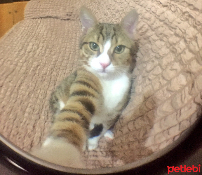 Tekir Kedi, Kedi  Pufi fotoğrafı