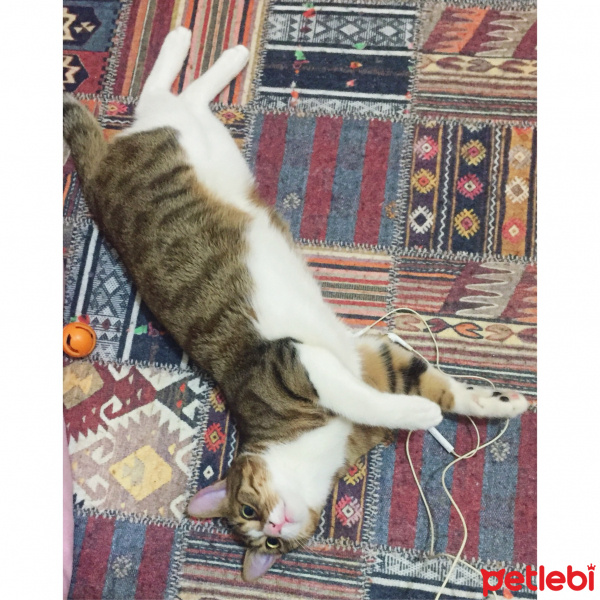 Tekir Kedi, Kedi  Pufi fotoğrafı
