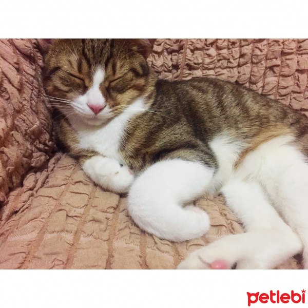 Tekir Kedi, Kedi  Pufi fotoğrafı