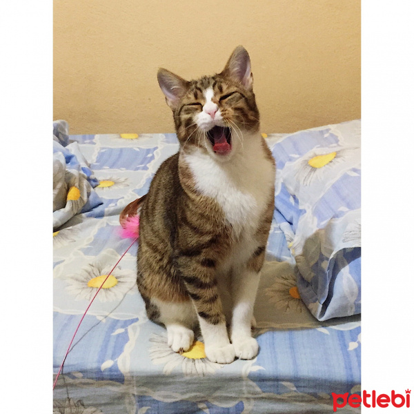 Tekir Kedi, Kedi  Pufi fotoğrafı