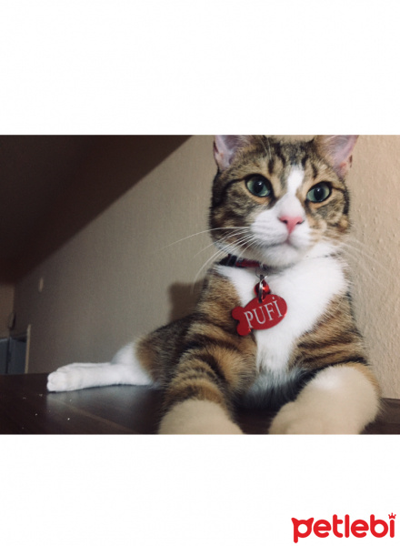 Tekir Kedi, Kedi  Pufi fotoğrafı