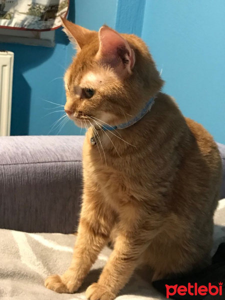 Tekir Kedi, Kedi  Elga fotoğrafı