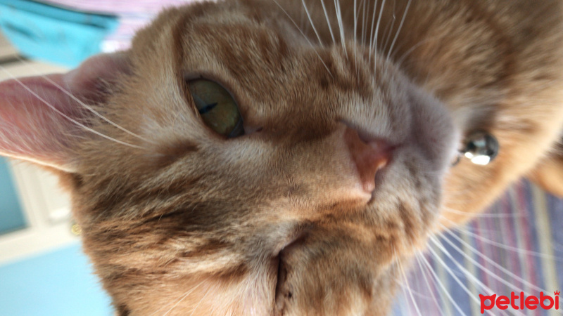 Tekir Kedi, Kedi  Elga fotoğrafı