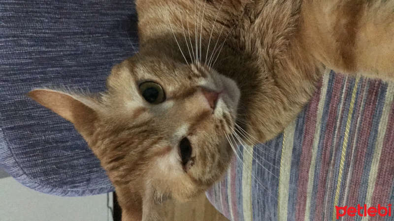 Tekir Kedi, Kedi  Elga fotoğrafı